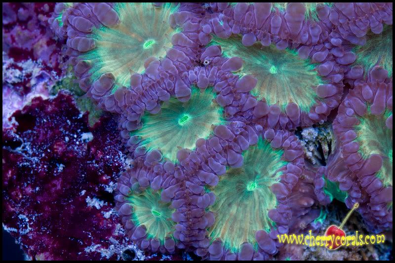 Blasto Coral