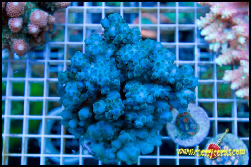NewCorals 13 5 - HOT new Aussie Acros, Lobos, Zoas, and Palys!