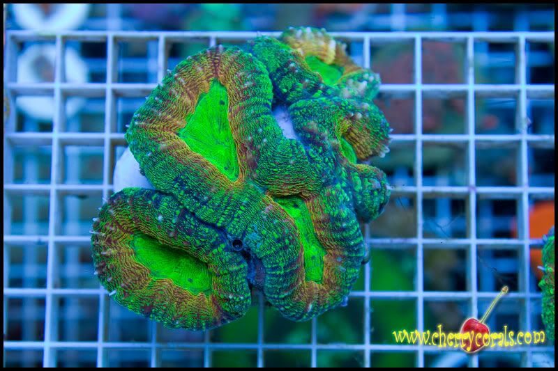 NewCorals 21 4 - HOT new Aussie Acros, Lobos, Zoas, and Palys!
