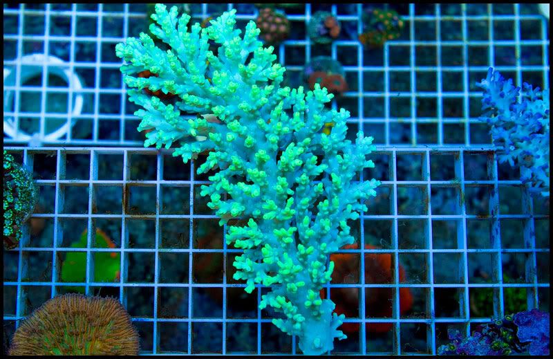 NewCorals 24 4 - HOT new Aussie Acros, Lobos, Zoas, and Palys!