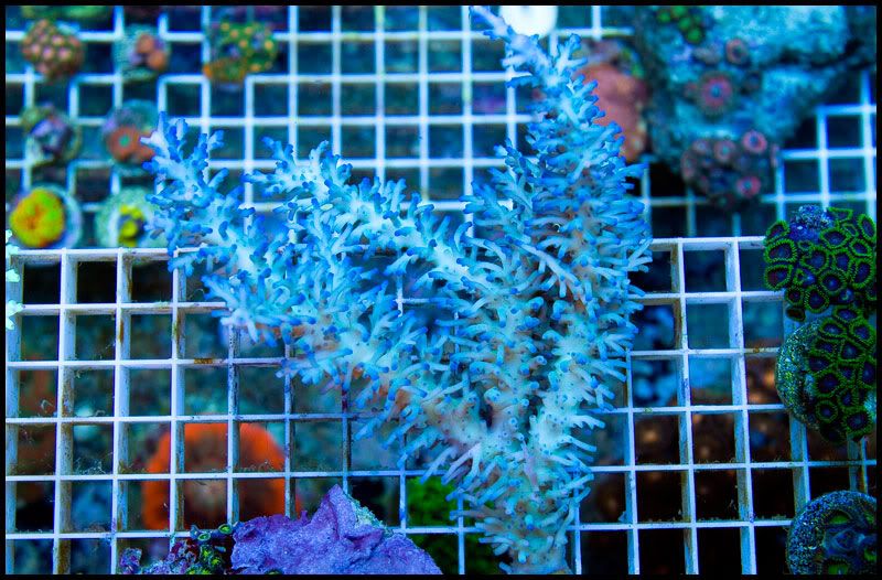NewCorals 25 9 - HOT new Aussie Acros, Lobos, Zoas, and Palys!
