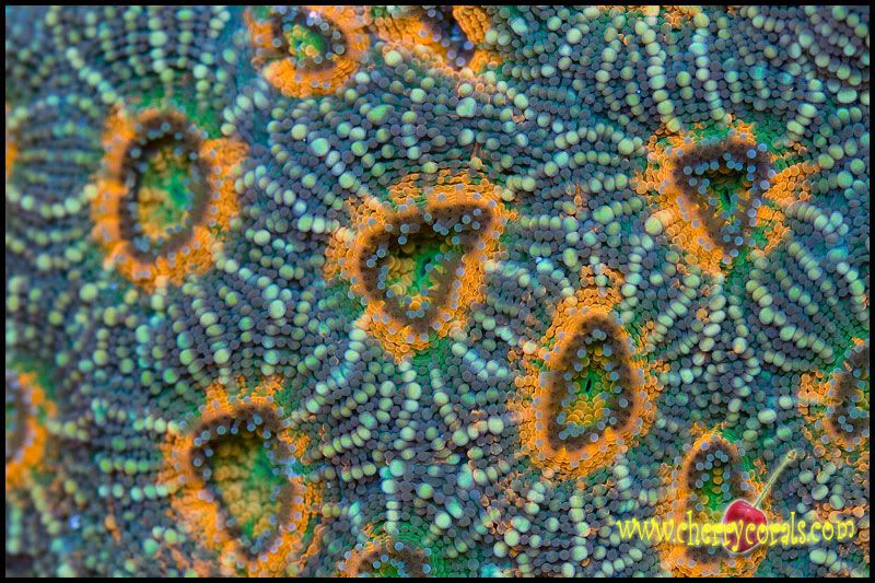 NewCorals 26 6 - HOT new Aussie Acros, Lobos, Zoas, and Palys!