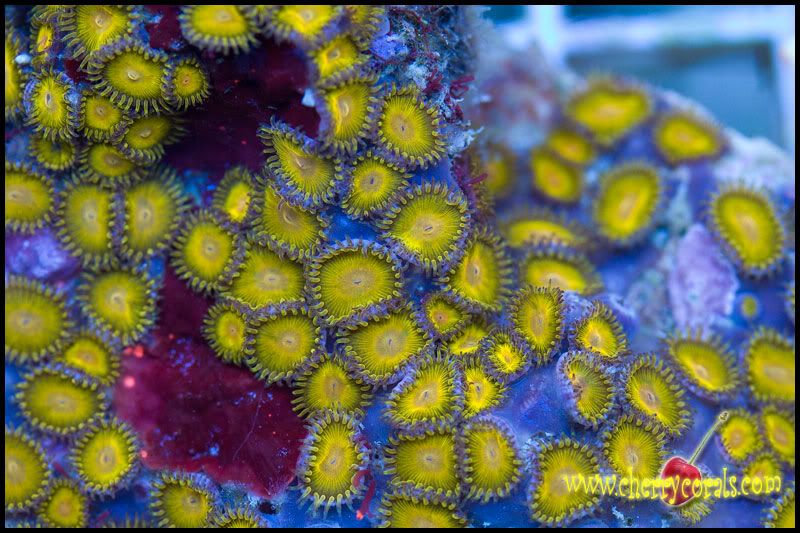 NewCorals 28 4 - HOT new Aussie Acros, Lobos, Zoas, and Palys!