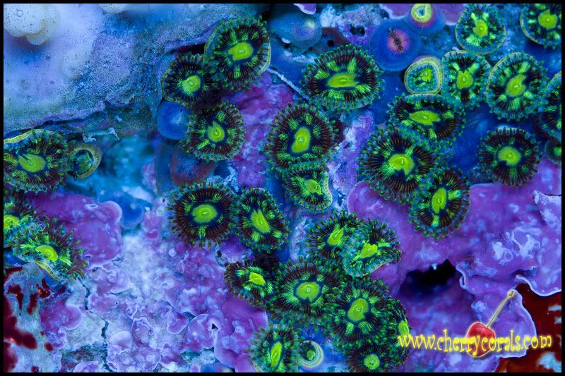 NewCorals 35 4 - HOT new Aussie Acros, Lobos, Zoas, and Palys!