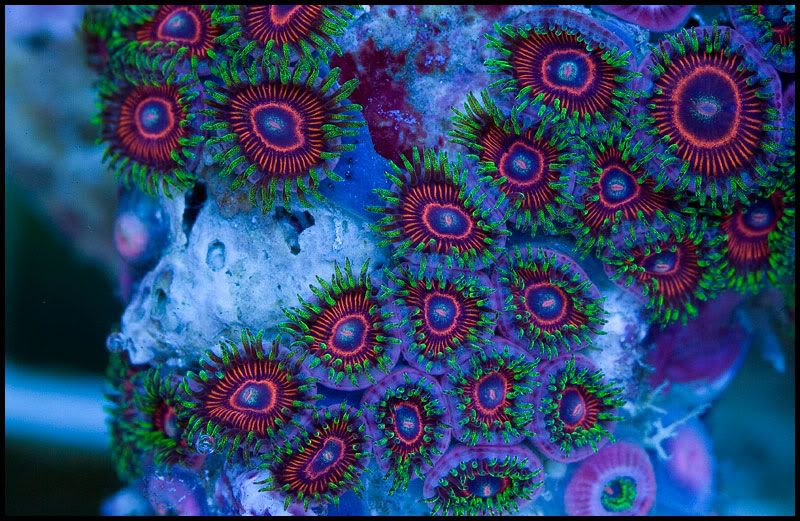 NewCorals 36 4 - HOT new Aussie Acros, Lobos, Zoas, and Palys!