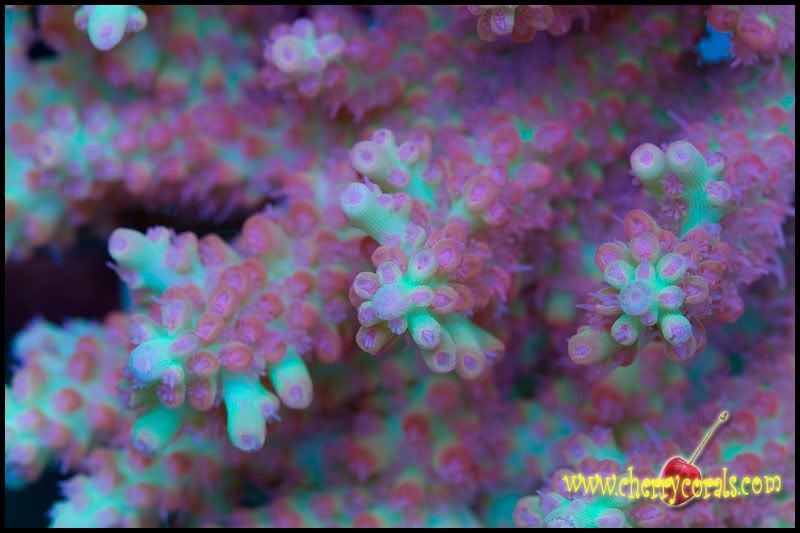 NewCorals 7 11 - HOT new Aussie Acros, Lobos, Zoas, and Palys!