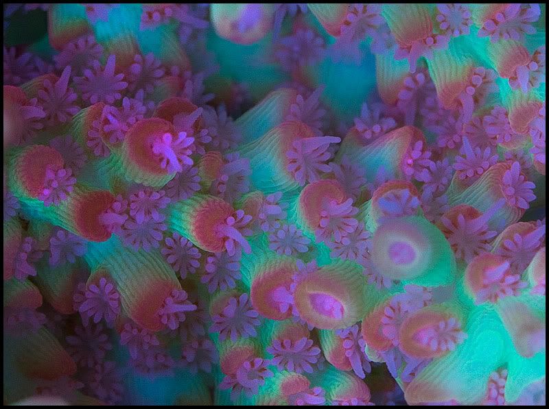 NewCorals 8 8 - HOT new Aussie Acros, Lobos, Zoas, and Palys!