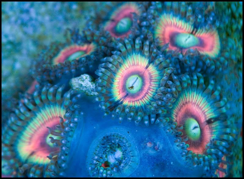 NewCorals 9 9 - HOT new Aussie Acros, Lobos, Zoas, and Palys!