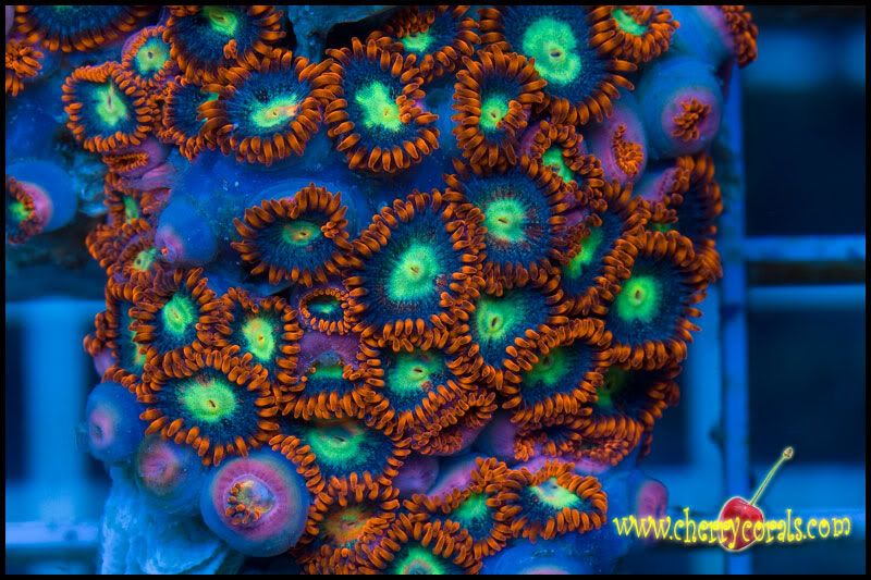 Newstuff - This week is HOT for Corals!