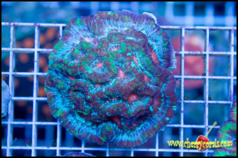 Newstuff 1 - This week is HOT for Corals!