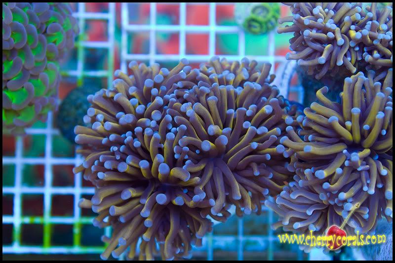 Newstuff 10 - This week is HOT for Corals!