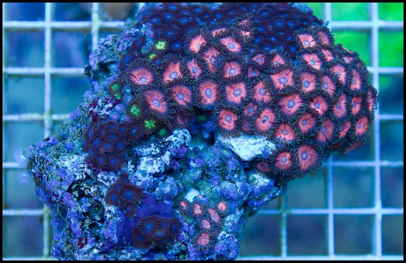 Newstuff 15 - This week is HOT for Corals!