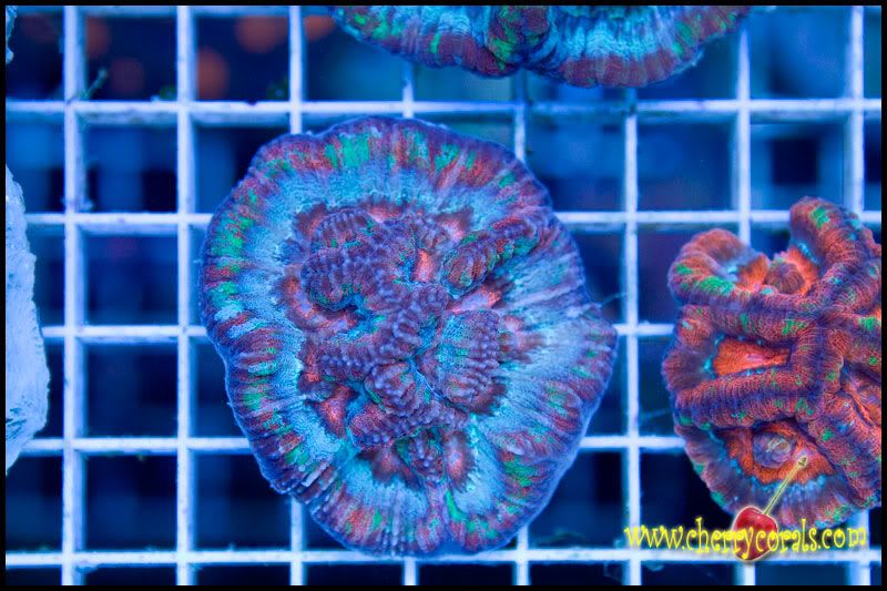Newstuff 2 - This week is HOT for Corals!