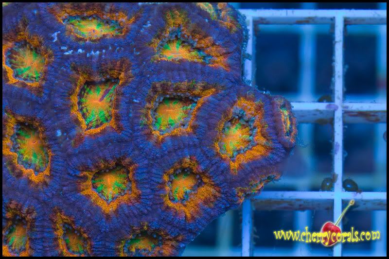 Newstuff 3 - This week is HOT for Corals!