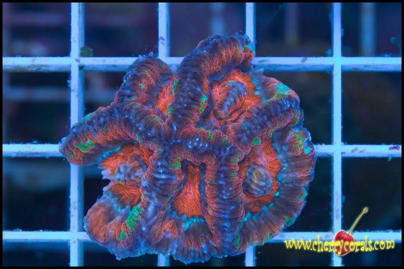 Newstuff 4 - This week is HOT for Corals!
