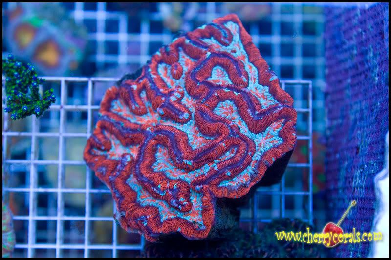 Newstuff 8 - This week is HOT for Corals!