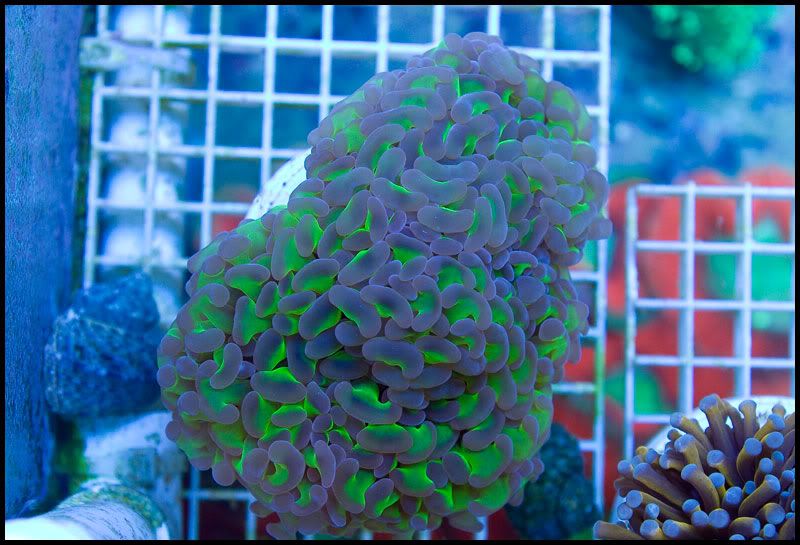 Newstuff 9 - This week is HOT for Corals!