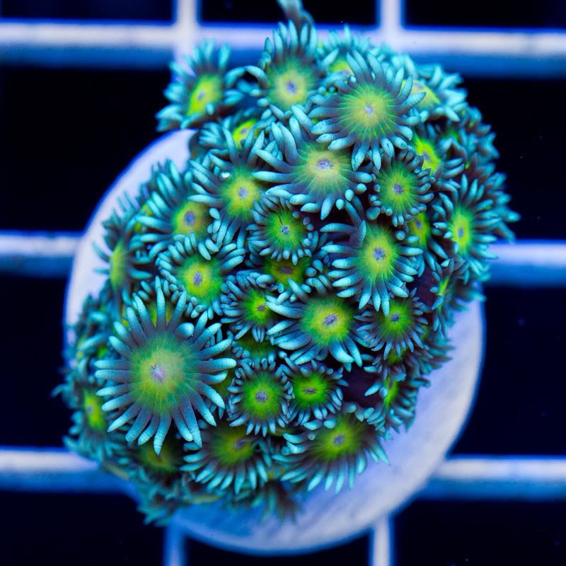 a new coral 1 3 - Cherry Corals Mini Update!