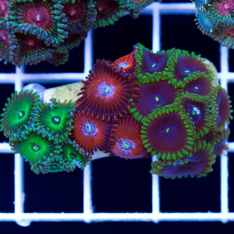 a new coral 1 4 - Today's Fresh Cherries!