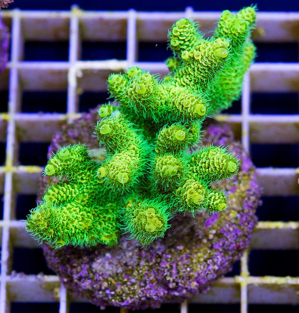 a new coral 10 3 - If you've got the PAR we got the hot ACROS and CLAMS!