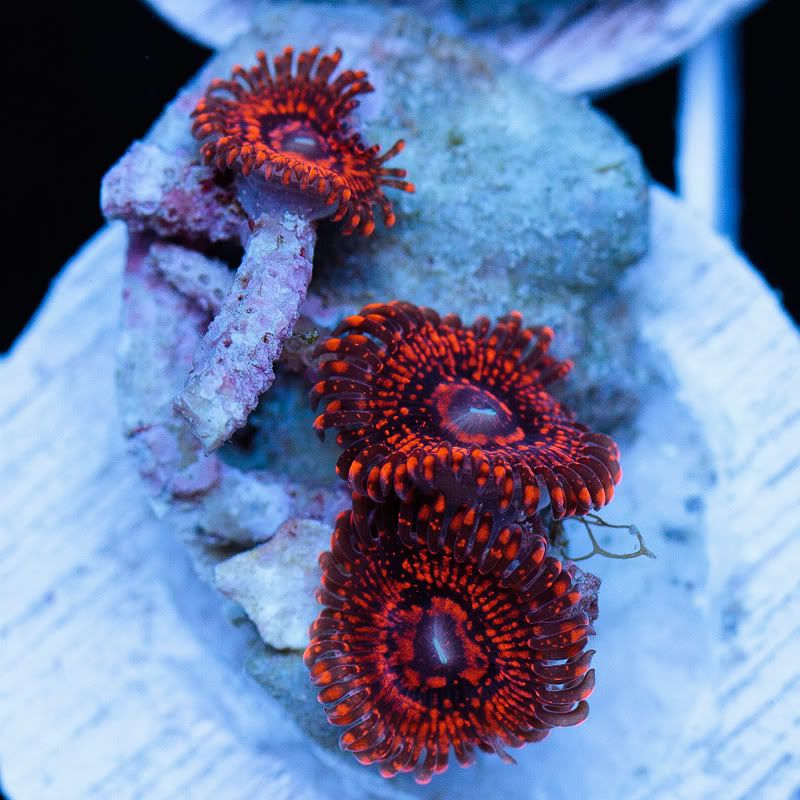 a new coral 11 1 - Cherry Corals Mini Update!