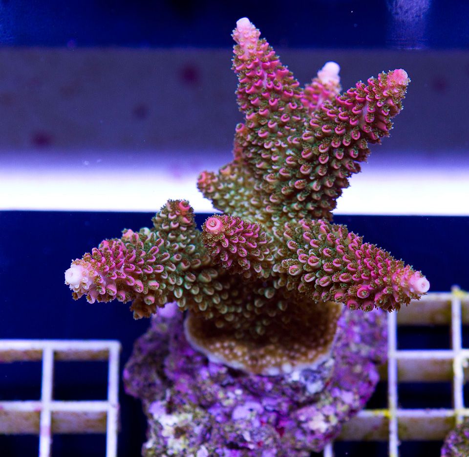 a new coral 11 3 - If you've got the PAR we got the hot ACROS and CLAMS!
