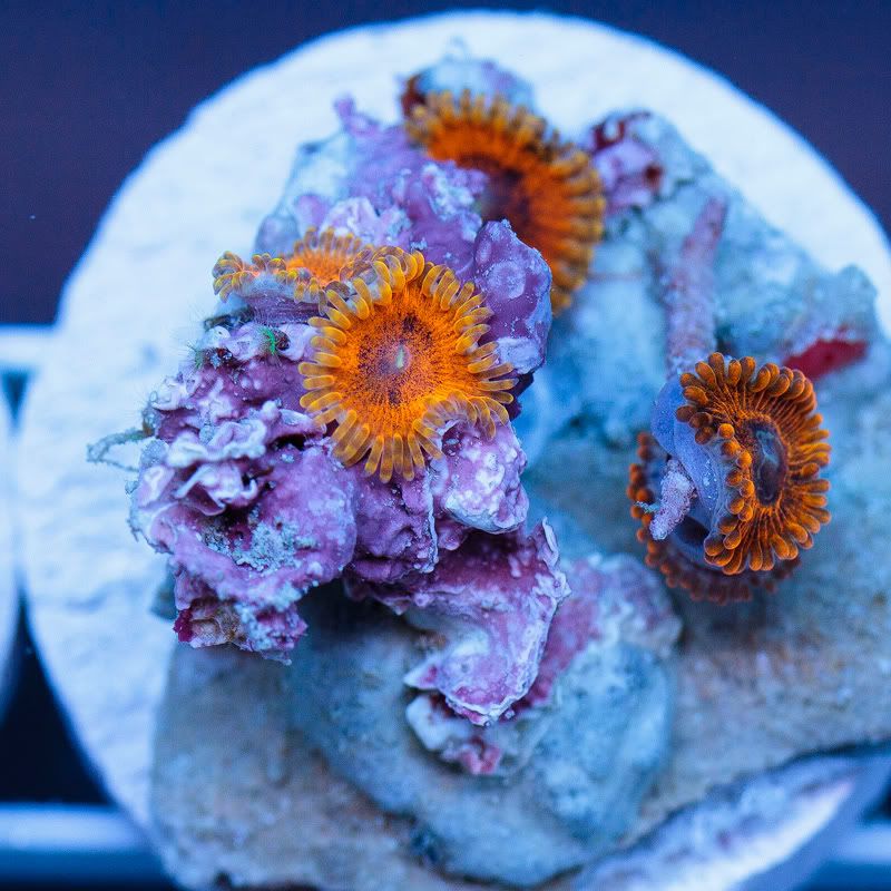 a new coral 14 - Cherry Corals Mini Update!