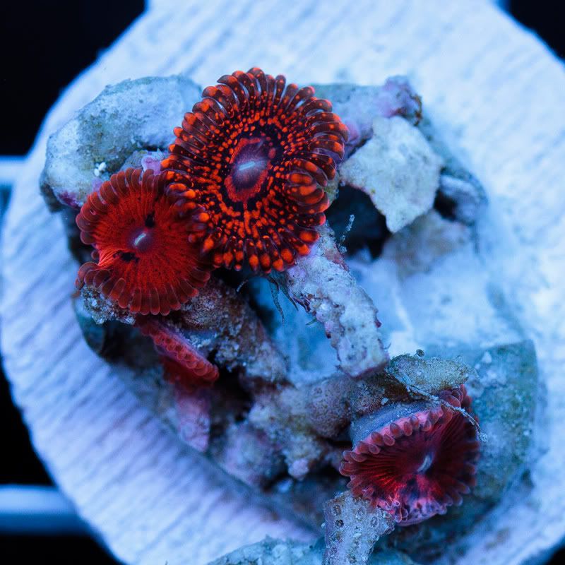 a new coral 16 1 - Cherry Corals Mini Update!