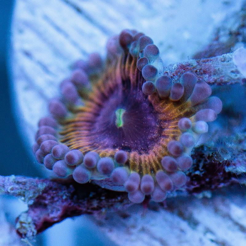 a new coral 21 1 - Cherry Corals Mini Update!