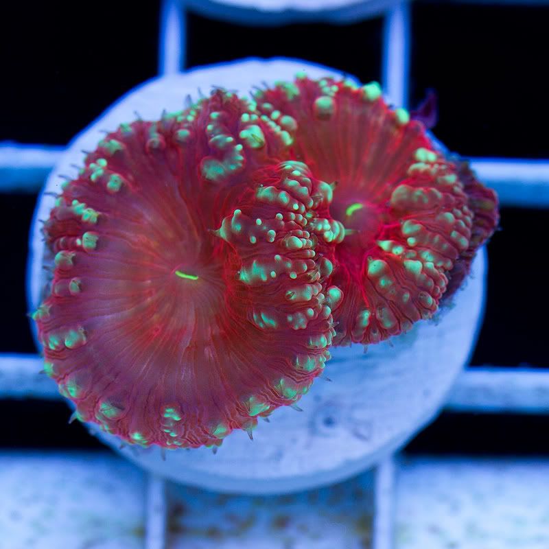 a new coral 21 - Cherry Corals Mini Update!