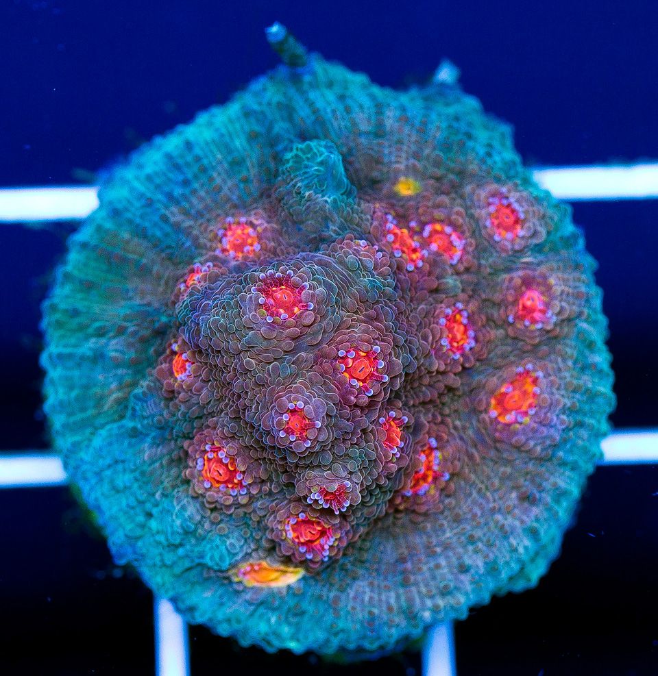 a new coral 25 1 - Superfine Chalice Update from Cherry Corals
