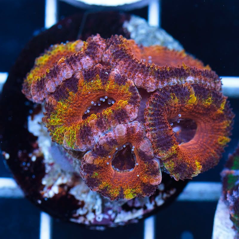 a new coral 27 1 - Cherry Corals Mini Update!