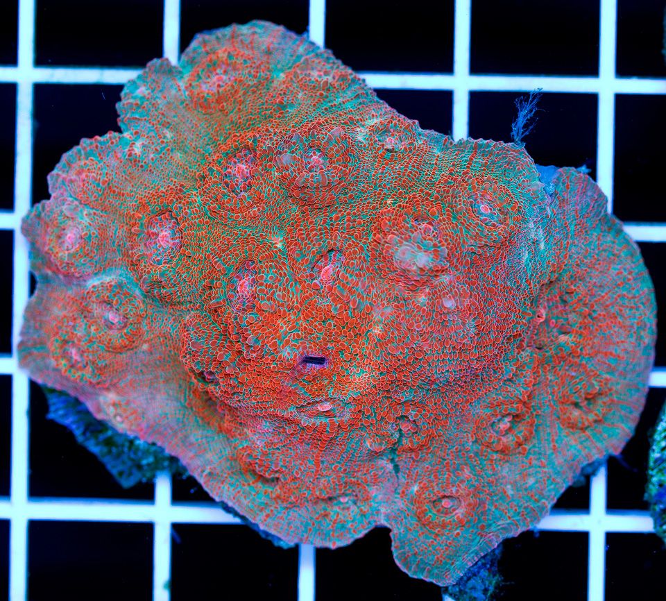 a new coral 29 1 - Superfine Chalice Update from Cherry Corals