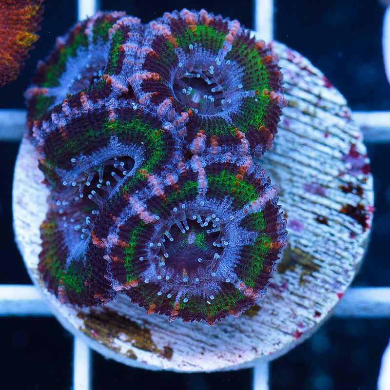 a new coral 30 - Cherry Corals Mini Update!