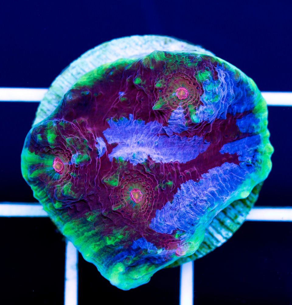 a new coral 42 1 - Superfine Chalice Update from Cherry Corals