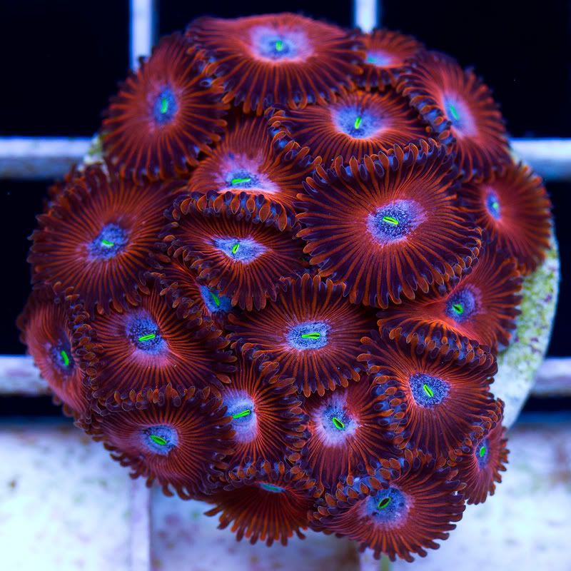 a new coral 5 2 - Today's Fresh Cherries!