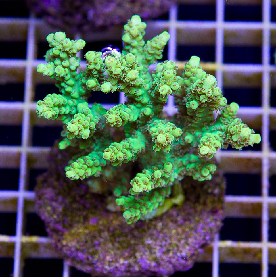 a new coral 5 4 - If you've got the PAR we got the hot ACROS and CLAMS!