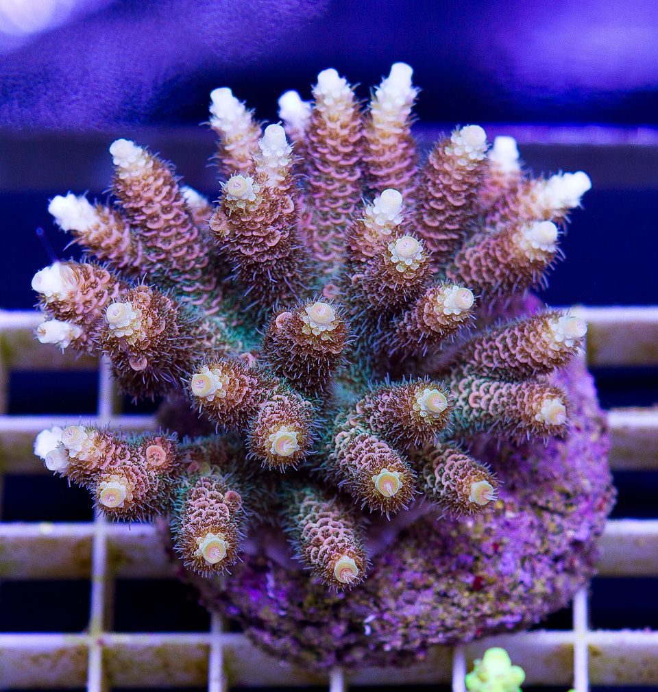 a new coral 6 2 - If you've got the PAR we got the hot ACROS and CLAMS!