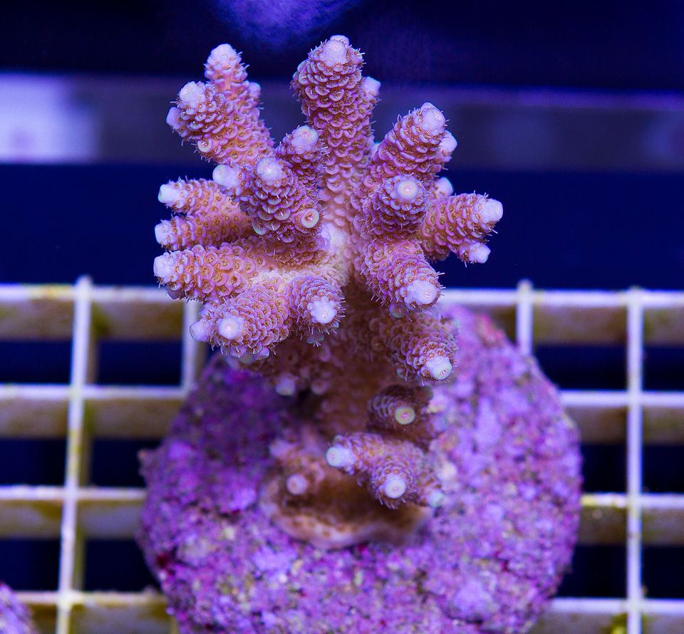 a new coral 8 1 - If you've got the PAR we got the hot ACROS and CLAMS!