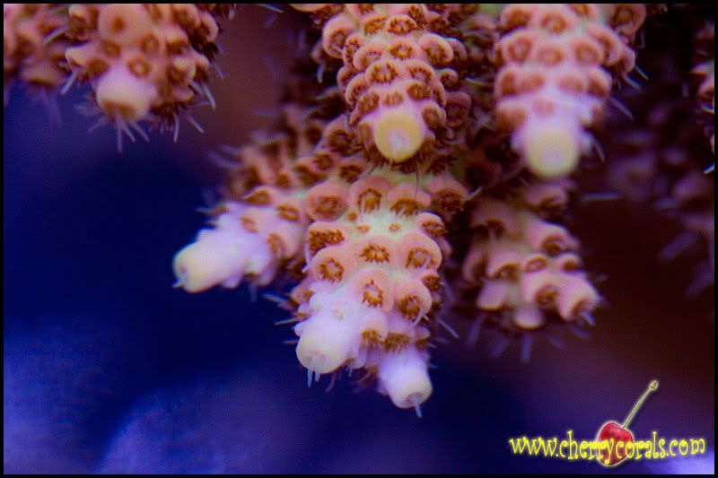 acro11 - Cherry Corals at the Michigan Coral Expo and Swap!!