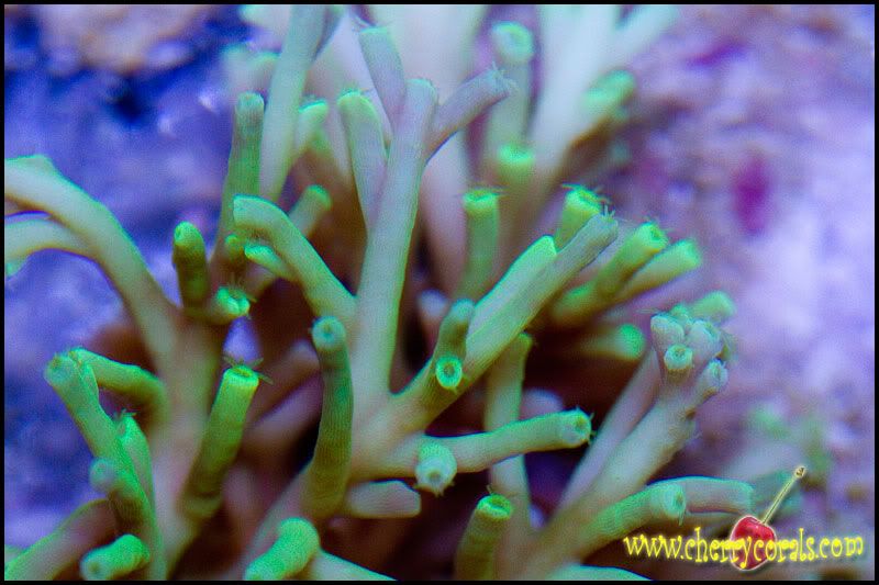 acro3 - Cherry Corals at the Michigan Coral Expo and Swap!!