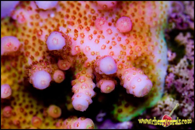 acro5 - Cherry Corals at the Michigan Coral Expo and Swap!!