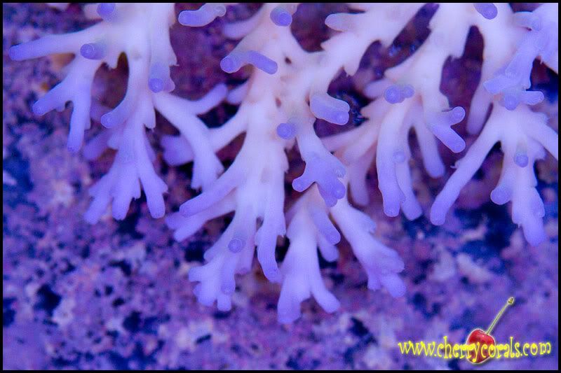 acro7 - Cherry Corals at the Michigan Coral Expo and Swap!!