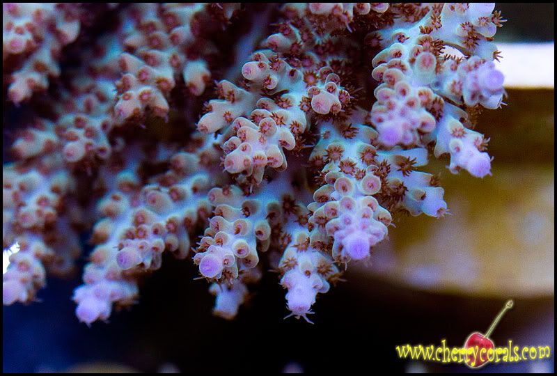 acro8 - Cherry Corals at the Michigan Coral Expo and Swap!!