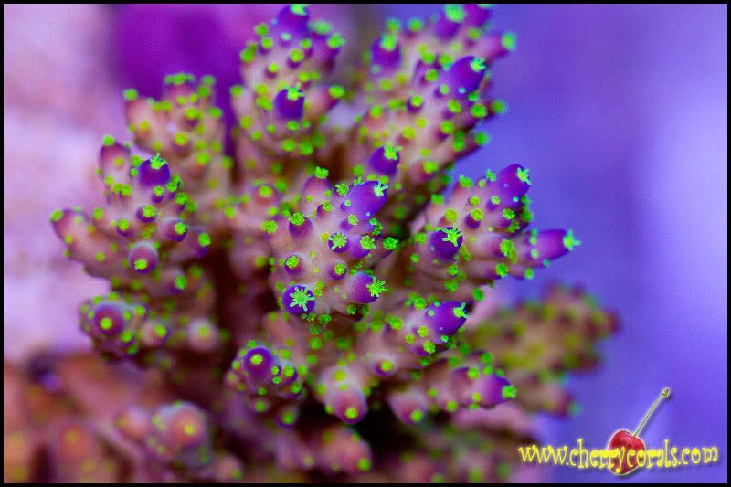 acro9 - Cherry Corals at the Michigan Coral Expo and Swap!!