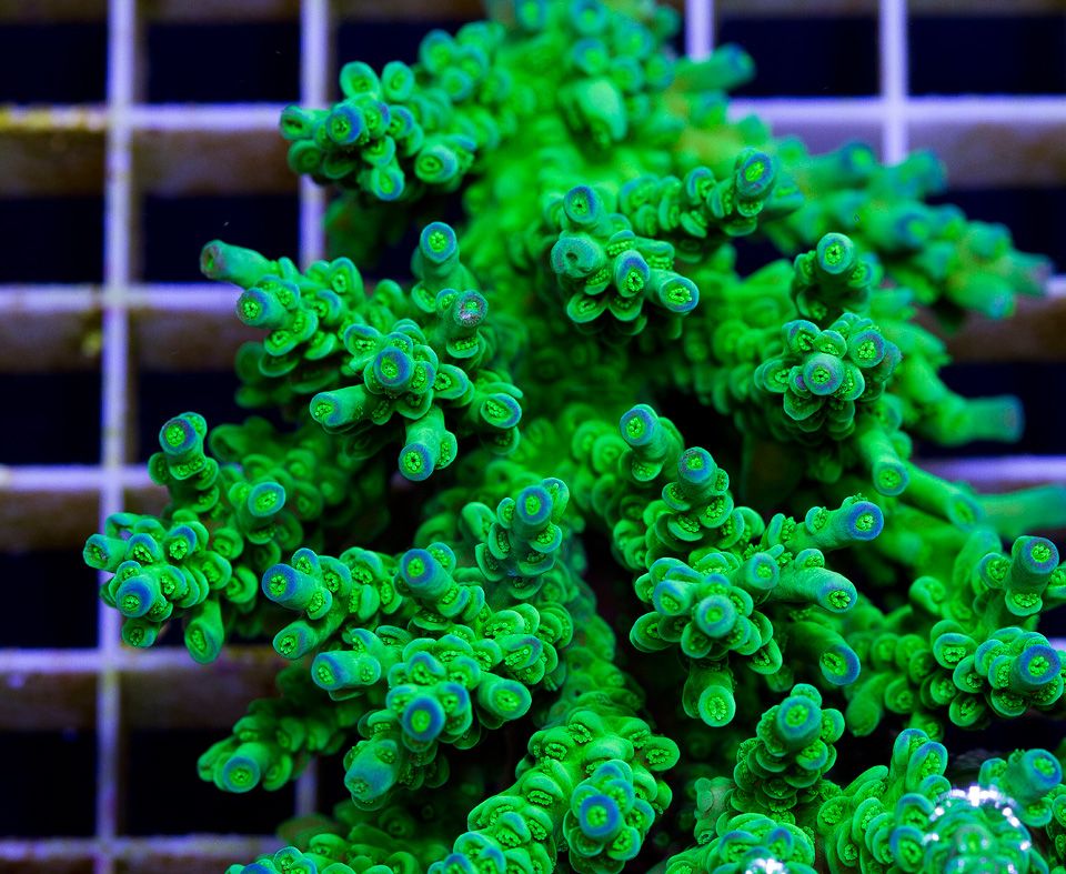 anewcoral 13 - Friday Freshness from Cherry Corals!