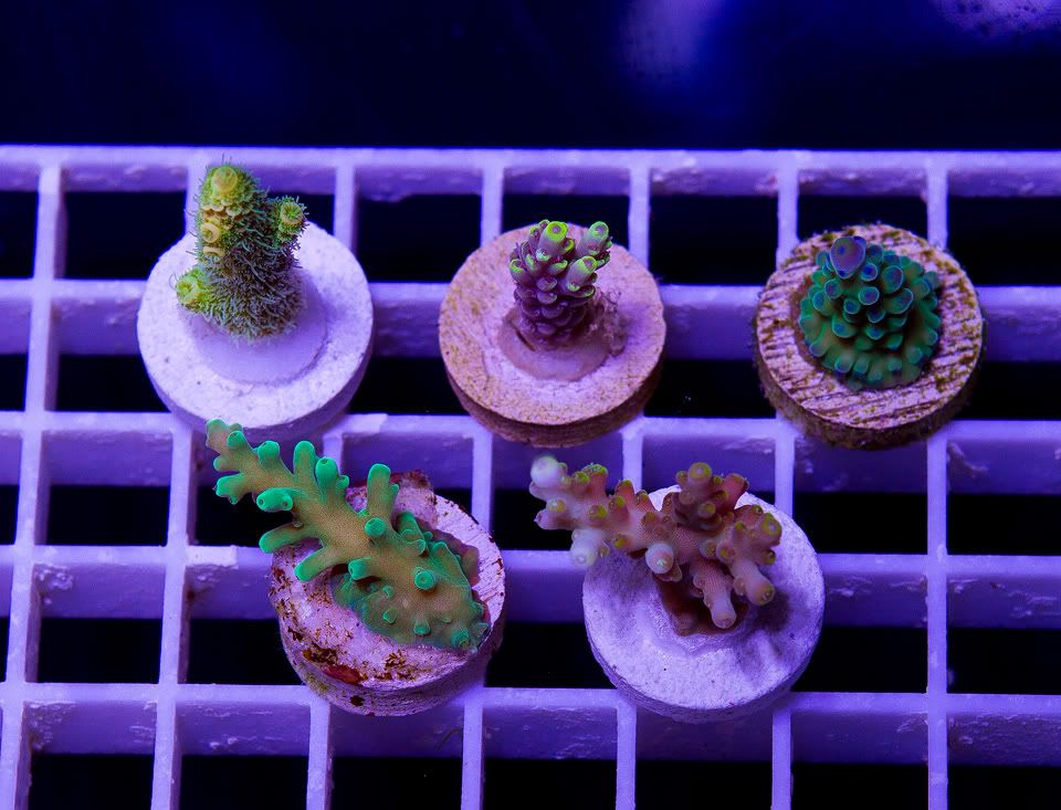 anewcoral 1 10 - Mid Week Cherry Corals Update!!