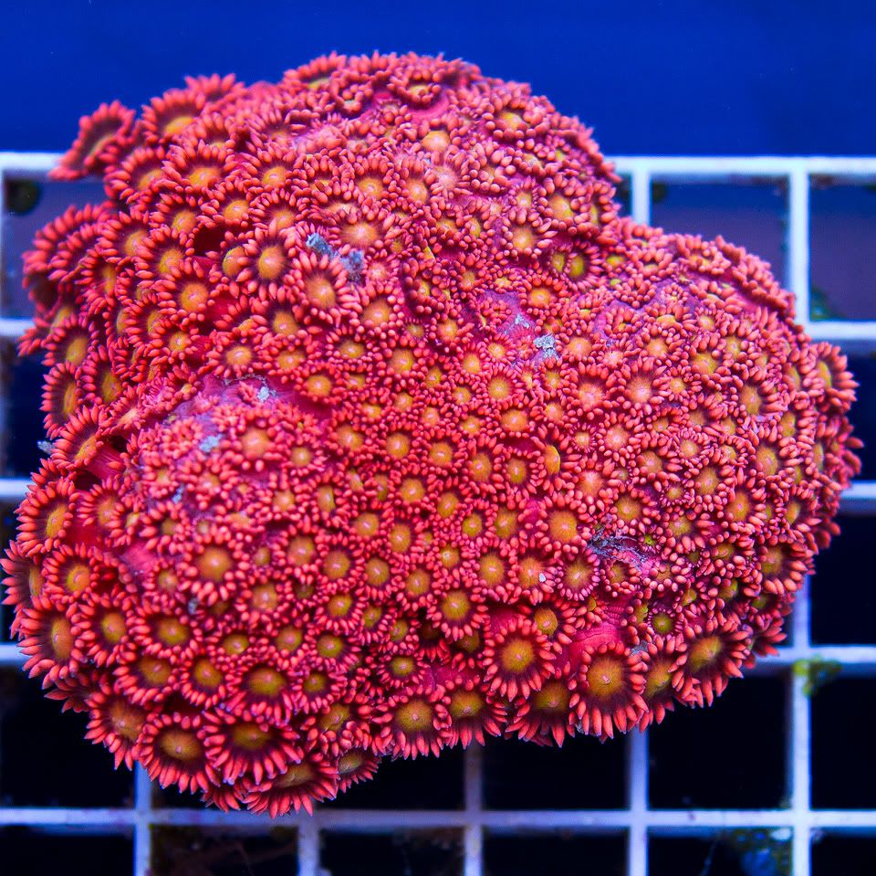 anewcoral 1 11 - **Warning** Very Cherry Weekend Ahead!