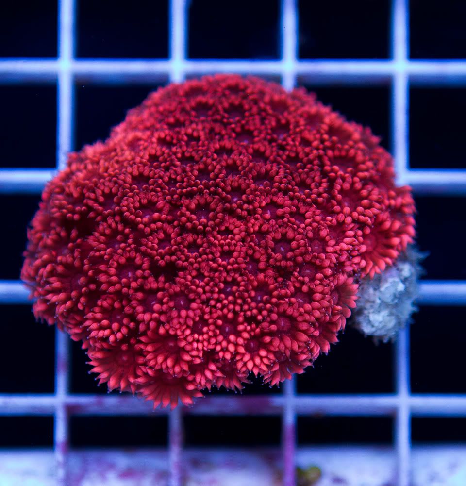 anewcoral 1 12 - **Warning** Very Cherry Weekend Ahead!