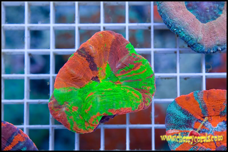 anewcoral 1 2 - Some Easter Eye Candy!